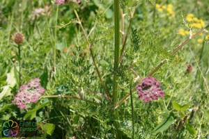 ligusticum mutellina (900 x 1200).jpg_product_product